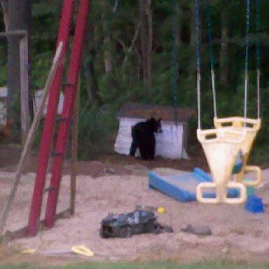 More Bear Sightings
John Mathieu of Martha's Way in Mattapoisett, submitted this photo of a bear in his backyard, near his children's play area, on the morning of August 2, 2011. Photo by John Mathieu.
