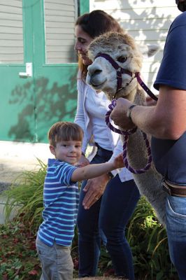 Good News
On October 14, Jeff and Lauren Paine of Pine Meadow Farms in Mattapoisett brought Alpacas “Good News,” a two-year-old male, and “Patience,” a 10-year-old female, to the Loft School in Marion, where Debbi Dyson's Pre-K class has been learning about Peru and the country’s alpacas and llamas. Pine Meadow will host an Open House on October 30. Photos by Mick Colageo
