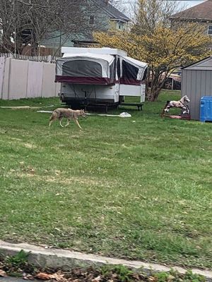 Wildlife
Folks on Facebook shared pictures f the Wildlife they have seen in their yards.
