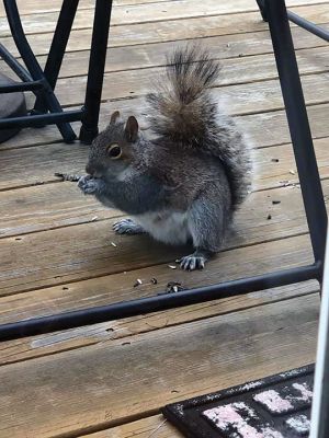Wildlife
Folks on Facebook shared pictures f the Wildlife they have seen in their yards.
