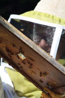Honey I’m Home! 
This beehive is thriving thanks to the careful attention paid by local beekeeper Linda Rinta. Rinta gave a talk on bees and honey production in Marion on Saturday and invited us to her property on Sunday to observe her practicing her craft. 
