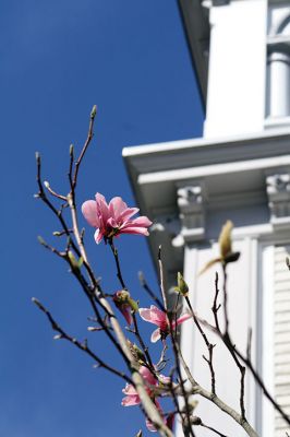 Magnolia Spring
A tree blossoms in front of the Marion Town House after a warm (almost hot, even) sunny weekend spring-sprung the natural world into bloom. Photo by Jean Perry
