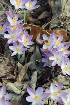 Spring
We are just wild about the unfolding signs of spring! This patch of crocuses was spotted alongside Mattapoisett Road in Rochester. The purple blossoms were buzzing with dozens and dozens of bees already in the swing of spring. Photo by Jean Perry - March 2, 2017 edition

