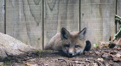 Baby Fox
Carol Annichiarico of Marion shared these photos of baby foxes at play.
