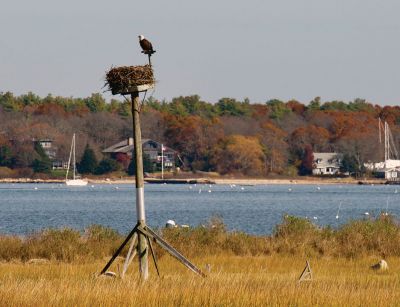 Eagle Spotting
Arthur Damaskos spotted an eagle at Molly’s Cove from Mattapoisett Neck Road on Saturday.
