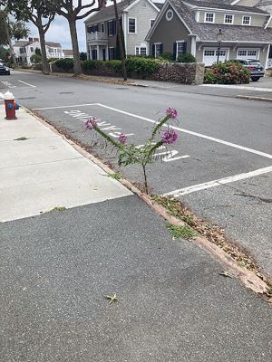 Lonely Flower
Deb Silva shared this photo of a lonely flower growing on Water Street in Mattapoisett.
