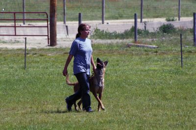 SouthCoast Working Dog Club
The SouthCoast Working Dog Club held a three-day Schutzhund trial at the Rochester Country Fairgrounds on May 27-29. The event is a competition in training, tracking, obedience, and protection for working breeds of dogs. Training Director Mario Gomes’ German shepherd, “Caribou,” is headed to the World Championship in Slovenia to represent the USA. Photos by Jean Perry and Denzil Ernstzen
