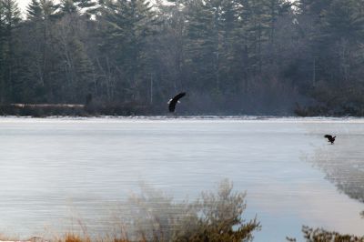 Eagles over Rochester
A bald eagles soared over Mary’s Pond in Rochester on Sunday, January 6.  The eagles were situated there for about 30 minutes. Ron Galley of Rochester snapped this photo of an eagle mid flight and sent it to The Wanderer to share with the Tri-Town. January 17, 2017 edition
