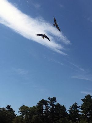 Bird Play
Chelsea Mitchell captured this action shot of a bald eagle chasing off an osprey at Mary’s Pond the morning of August 26.
