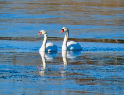 Swans
Faith Ball shared a photo of the pair of swans that recently returned to Mattapoisett harbor.

