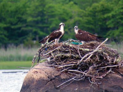  Osprey Nesting 
Two Osprey nesting on a rock near Crescent Beach – Faith Ball
