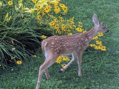 Fawn in Rochester
Jane Wrightington submitted these recent photos of some adorable fawns in her Rochester yard.
