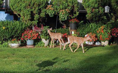 Fawn in Rochester
Jane Wrightington submitted these recent photos of some adorable fawns in her Rochester yard.
