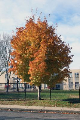 Foliage
Foliage may be past peak in the region, but a tree outside Sippican Elementary School was shining brightly last week. Photo by Mick Colageo
