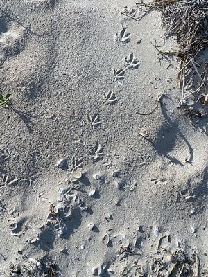 Sand Tracks
Taken at Angelica Beach this week by Toya Doran Gabeler.
