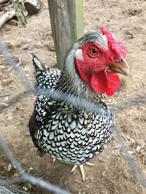 June in Bloom
 A Silver Laced Wyandotte rooster spotted in one of the gardens on Saturday, June 28 at this year’s bi-annual "June in Bloom" garden tour, hosted by The Mattapoisett Woman’s Club. Photo by Marilou Newell  July 3, 2025 edition
