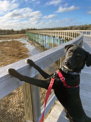 Goose
Handsome boy “goose” enjoying the beautiful views from the Mattapoisett Bike Path. Photo by Faith Ball
