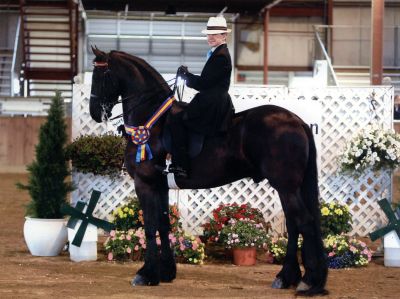 Top Rider
Brandon Marvelle poses with his Friesian, Jort. Mr. Marvelle, a 13-year-old Mattapoisett student from ORRJHS, competes in North East Friesian Horse Club (NEFHC) competitions. This past summer, Mr. Marvelle is the High Point Walk Trot Junior Champion, and the Year End Walk Trot Champion for 2009. Mr. Marvelle is looking forward to another successful season in 2010.
