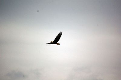 Marion Harbor Wildlife
Liz Hatch captured this great shot of a bald eagle soaring over Marion Harbor.
