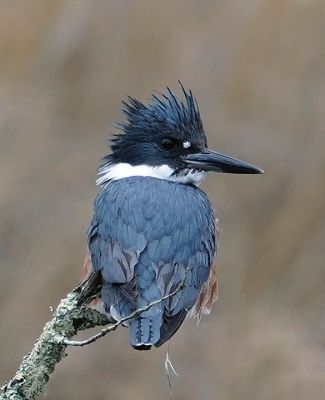 Kingfisher
Mary-Ellen Livingstone shared these pictures of a belted kingfisher she spotted in Mattapoisett. 
