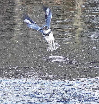 Kingfisher
Mary-Ellen Livingstone shared these pictures of a belted kingfisher she spotted in Mattapoisett. 
