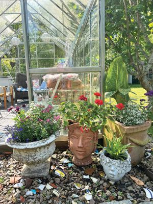 Potted plants cared for by the Seaside Gardener near a greenhouse in Mattapoisett. Present are sunflowers, geraniums, gazanias, cape jewels, lobelias, and others enjoying the warming air of summer on the horizon. Photo by Laura McLean- June 12, 2025 edition
