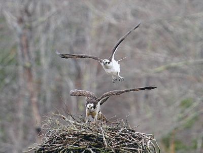 Osprey
Mary-Ellen Livingstone shared these photos of the ospreys that returned to their nest on March 29.
