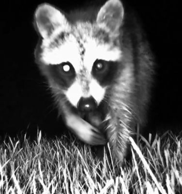 Raccoon Night Crawling
Raccoon Night crawling Point Road – Robert Pina

