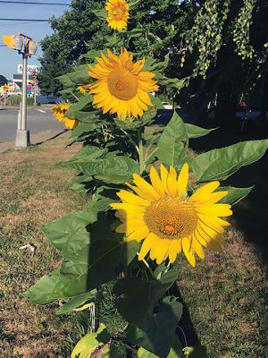 Mattapoisett Land Trust
The Mattapoisett Land Trust sunflower garden, planted in solidarity with Ukraine, is now in full bloom at the Seahorse. Ukraine is the largest exporter of sunflower oil in the world so it’s the country’s national flower. Photos courtesy of Mattapoisett Land Trust

