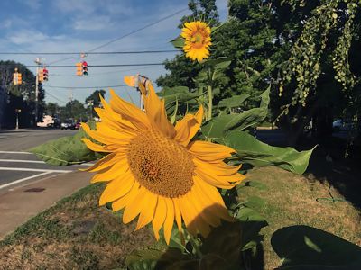 Mattapoisett Land Trust
The Mattapoisett Land Trust sunflower garden, planted in solidarity with Ukraine, is now in full bloom at the Seahorse. Ukraine is the largest exporter of sunflower oil in the world so it’s the country’s national flower. Photos courtesy of Mattapoisett Land Trust
