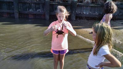 Marion Natural History Museum
The Marion Natural History Museum afterschool group hit the beach Wednesday afternoon.  We found many types of fish, including Puffer fish, Tautogs, and other animals such as Mantis shrimp, and all sorts of crabs. It was a great way to celebrate one of the last days of summer. Many thanks to Sarah Porter and all those parents who helped out. Photo courtesy Elizabeth Leidhold


