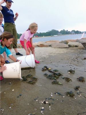 Life Along the Shore 
The Marion Natural History Museum’s Life Along the Shore program enjoyed learning a little something about the crabs that inhabit the Marion shoreline during the July 2013 session. Photos courtesy of Elizabeth Leidhold
