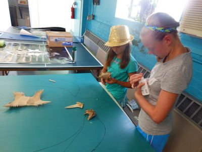Coastal Explorations II 
Many thanks to Karen Moore Dourdeville for her excellent presentation to the Coastal Explorations II summer program regarding the sea turtles of Buzzards Bay.  The students were able to piece together some of the skeleton of a Loggerhead that washed up in Mattapoisett two years ago.  They hope to be able to reconstruct it for a display in the Museum when it reopens this fall. Photos courtesy Elizabeth Leidhold
