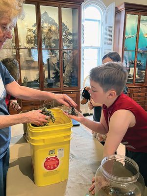 Marion Natural History Museum
The Marion Natural History Museum’s after-school group had fun with hands-on inspections of some of our local amphibian species. We took a look at Green frog tadpoles, Wood frog and salamander egg masses. We also looked at some of our aquatic invertebrates, such as Water boatman, Caddisfly larvae and others that help by breaking down the leaves at the bottom of the pool and starting the forest food chain. Check out our upcoming programs at marionmuseum.org. Photo courtesy Elizabeth Leidhold
