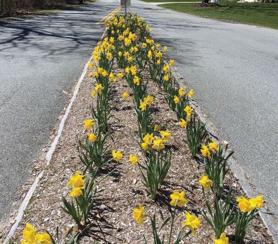  Mattapoisett Woman’s Club
The Mattapoisett Woman’s Club planted 1,500 King Alfred trumpet daffodil bulbs last fall. Today the glory of that effort is in full bloom across the community. Club member Roxanne Bungert spearheaded the effort after visiting Newport Rhode Island, where as many as one million bulbs have been planted over the years she attested. “We planted in several locations around town with the support and assistance of the Highway Department,” she said. April 23, 2020 edition
	

