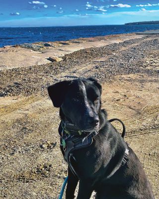 On the Beach
Heather MacGregor took this cute photo of her dog Skunk on a walk on February 2 down at the town wharf. Skunk loves to go down there and look for shells the seagulls have dropped and to look for fish. Even the windy conditions didn't stop him.
