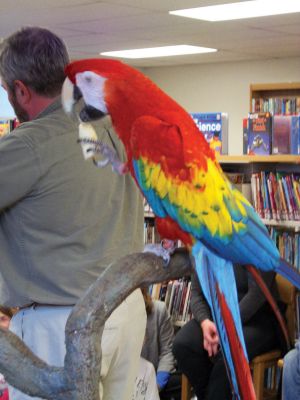Creature Teachers
Mango the Macaw appeared as part of the program "If I Ran the Rainforest" presented by the  "Creature Teachers" on March 2, 2011 at the Plumb Library in Rochester. Photo by Lisa Winters.
