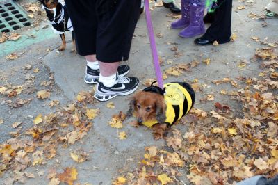 Halloween Happenings
Everyone was dressed up for the occasion at the Marion Halloween Parade on October 31, 2009, even the dogs! Photo by Paul Lopes
