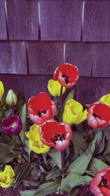 Spring Flowers
Martha Plumb
