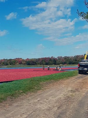 Cranberries
Harvesting the cranberries from the bogs on Sunday on Dexter Lane in Rochester. Photo by Chrystal Martin
