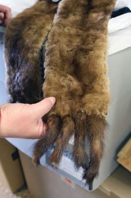 Monkey Cape
Mattapoisett Historical Society Museum Curator Elizabeth Hutchison and some volunteers came across some strange items while cataloguing the museum’s collection, including three monkey fur capes. Their initial reaction? “I’m not touching that…!”Photos by Jean Perry
