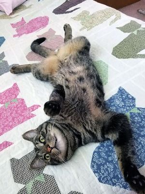 Mookie
Debbie Perry sent in this photo of her Mookie cat chilling out on a hot summer day in Rochester.
