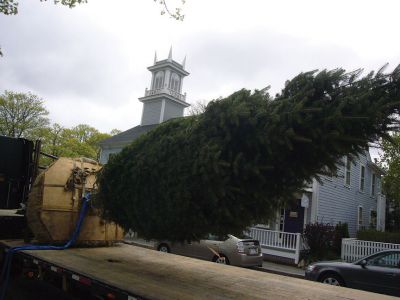 Christmas in May in Marion
Marion residents welcomed the town’s new Christmas tree planted in Bicentennial Park last week, a Concolor fir from upstate New York that replaces the Colorado Blue Spruce formerly holding the title. Photo by Joan Hartnett-Barry.  
