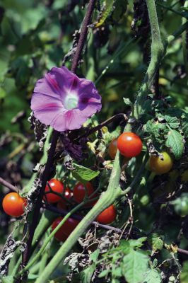 Garden Glory 
The Mattapoisett Community Garden off Prospect Street is winding down this harvest season, but there is still plenty of bounty and beauty for the beholder. Photos by Jean Perry
