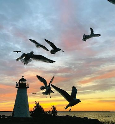 Sunrise at Ned's Point
Sunrises at Ned's Point are a Mattapoisett treasure, and resident Steve Chicco is one of the lucky ones who can rise early enough to witness them firsthand. For the rest of us, we can be grateful that Chicco captures moments such as this one with a flock of gulls emerging from a glorious morning sky with his camera and shares them with us. Photo by Steve Chicco - January 16, 2020 edition
