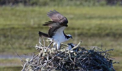Ospreys
The ospreys have doing some home renovations, and mother osprey has not left her nest since mid April. The father seems to go fishing, snack on the fish, and bring the rest to the mother. Hopefully, we will see some babies in June. It looks like his fish feast could feed a family of four. Photos by Mary-Ellen Livingstone
