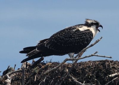 Osprey
Grant Johnson took this photo of an Osprey in Hammett Cove in Marion.
