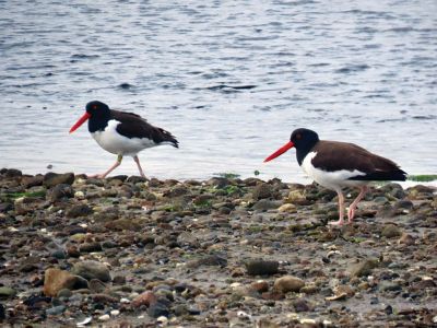 Oyster Catchers
“Happy to see that a pair of oyster catchers are back enjoying the beaches,” says Faith Ball, who submitted this photo.
