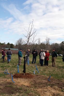 Tree City USA
The Town of Rochester is now a Tree City USA, and Town Administrator Michael McCue hosted a tree planting on April 24 to mark the town’s first Arbor Day celebration. About 25 people attended the presentation of the American beech tree at Church’s Field. Photos by Jean Perry
