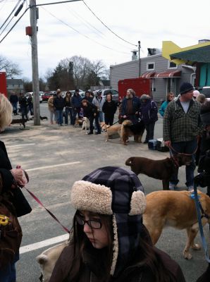 Rabies Clinic 
The line was long but the canines enjoyed the company at the Rabies Clinic held at the Mattapoisett Fire Station on Saturday. Photo by Kyle DeCicco-Carey
